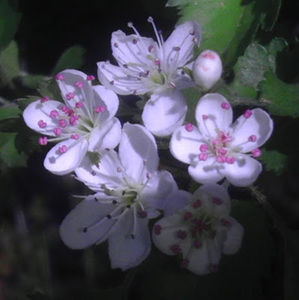 Meet your Posher, Adriana